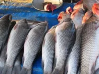 মেঘালয়ের ডাউকি স্থলবন্দর দিয়ে বাংলাদেশ থেকে মাছ আমদানির অনুমতি দিল ভারত সরকার