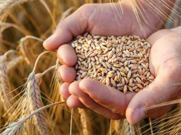 ৪ বছর পর বাংলাদেশে গম রপ্তানিতে নিষেধাজ্ঞা তুলল দিল্লি
