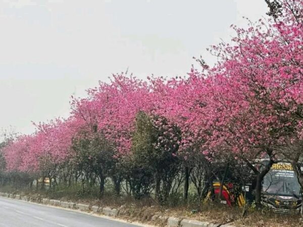 শেখ হাসিনার দূরদর্শী পরিকল্পনা: ঢাকা-ময়মনসিংহ মহাসড়ক এক টুকরো জাপান, মুগ্ধতা ছড়াচ্ছে ক্যাসিয়া রেনিজেরা