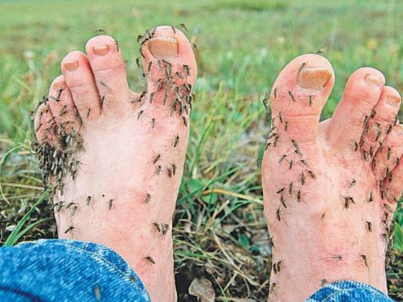 মশার কামড়ে অতিষ্ঠ মানুষ, ঘণ্টায় কামড়াতে আসে ৮৫০টি- গবেষণায় উঠে এল চাঞ্চল্যকর তথ্য