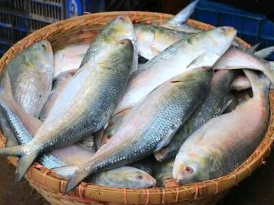 এবার পয়লা বৈশাখেই ভারতে যাবে বাংলাদেশি ইলিশ?