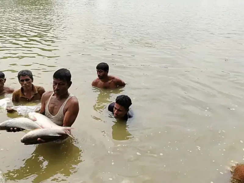 যুবলীগ নেতার পুকুরে বিষ, ৩০ লাখ টাকার মাছ মেরে ফেলা হলো