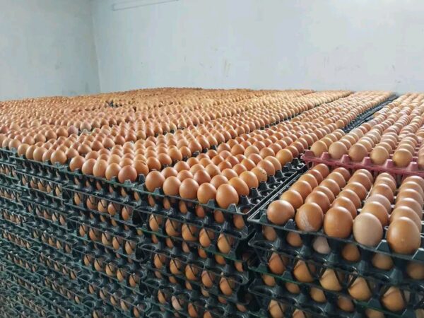 শাক-সবজি, মাছ-মাংসের পর চড়ছে ডিমের বাজার!