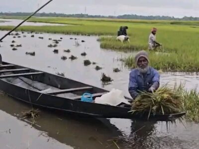 হাওরে ডুবে যাচ্ছে ধান, কৃষকের আর্তনাদ