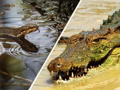 অনুপ্রবেশ রুখতে বাংলাদেশ সীমান্তের নদীপথে সাপ-কুমির ছাড়ার পরিকল্পনা বিএসএফের!