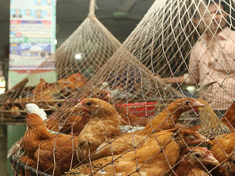 সোনালী মুরগি ৪৩০, ইলিশের দাম আকাশছোঁয়া, মধ্যবিত্তের নাজেহাল অবস্থা