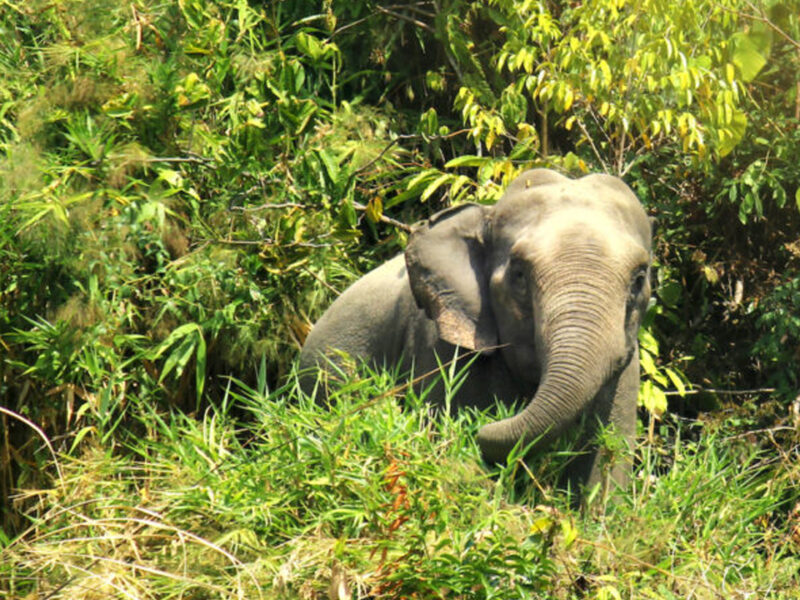 বন্যহাতির আক্রমণে প্রাণ গেল শিক্ষকের