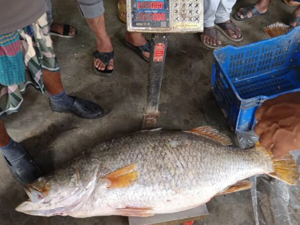 জেলের জালে মিলল ২৩ কেজির কোরাল! বিক্রি ৩০ হাজার ৬৪৫ টাকায়