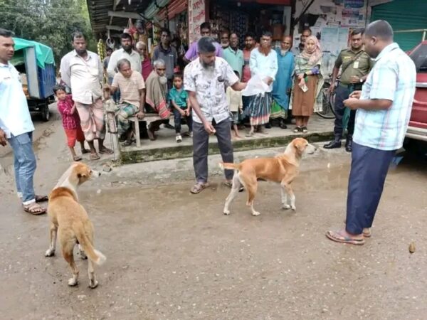 গাইবান্ধার সুন্দরগঞ্জে পাগলা কুকুরের কামড়ে আহত অন্তত ১৫, মৃত্যু ৫ জনের! ভ্যাকসিন সংকট