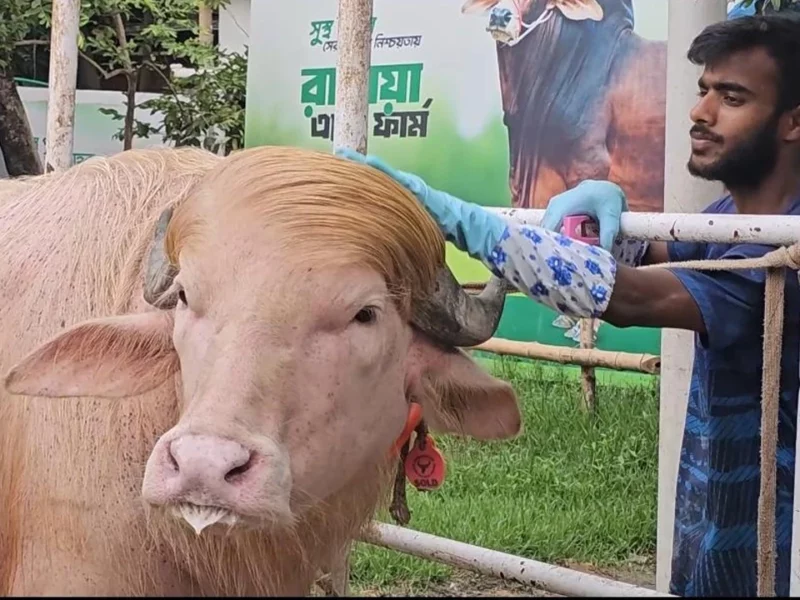 ঈদের আগে গোলাপি রঙের ‘ডোনাল্ড ট্রাম্প’-কে দেখতে কৌতূহলীদের ভিড়