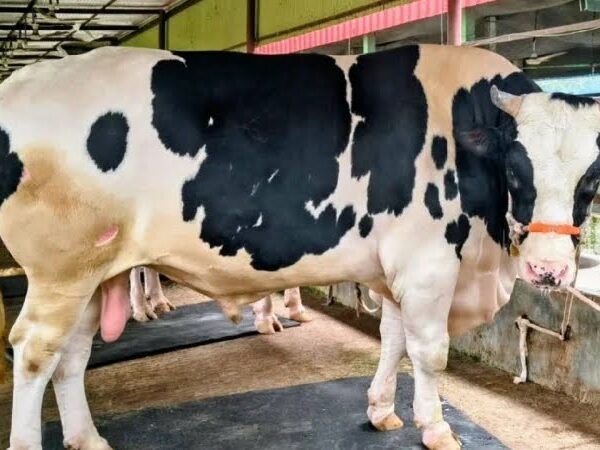 হাট কাঁপাতে প্রস্তুত শেরপুরের ‘বাংলার ডন’