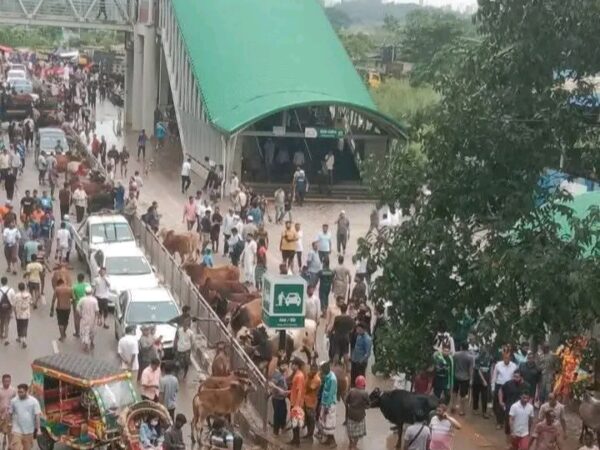মেট্রোরেল স্টেশনের নিচে গরুর হাট! আগামীতে পদ্মা সেতু এবং সংসদ ভবনেও হয়তো গরু চলে যাবে