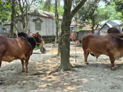 সন্তানের মতো বড় করা ‘মোস্তাক’ ও ‘কামিনী’! ২০ লাখে বিক্রির আশায় হোসনা বেগম