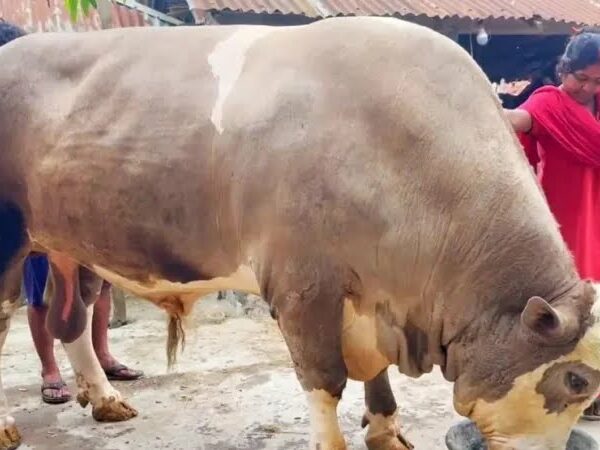 দড়ি ছাড়াই ঘুরে বেড়ায় যশোরের শান্তশিষ্ট ‘নেইমার’
