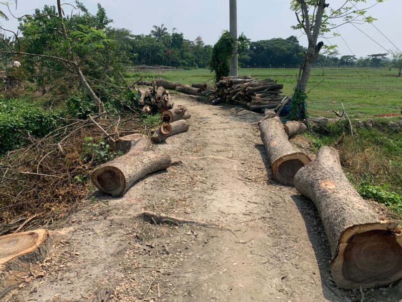 খুলনায় টেন্ডার ছাড়াই সড়কের ২ শতাধিক গাছ কেটে ফাঁকা করা হলো