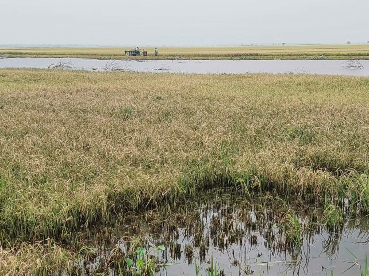নেত্রকোনায় তলিয়ে গেছে বোরো ফসল