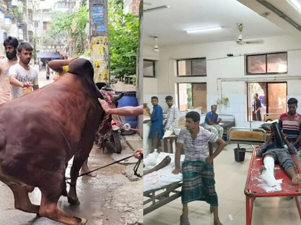 কোরবানি দিতে গিয়ে সারাদেশে অন্তত ৫৭৬ জন জখম, কারো হাত ভাঙা, কারো পা ভাঙা-আঙুল নেই