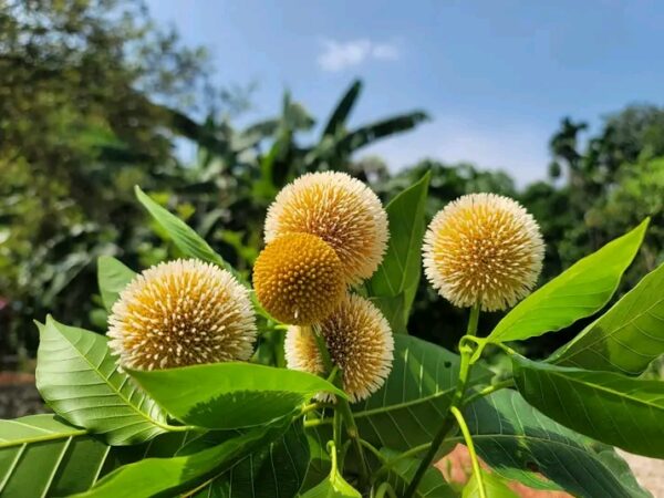 আজ আষাঢ়ের প্রথম দিন