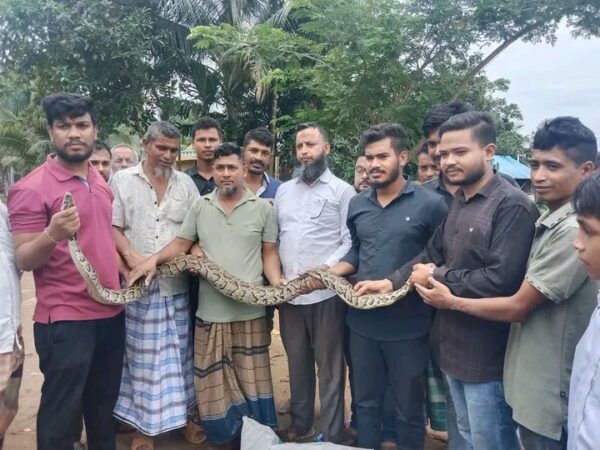 খাগড়াছড়িতে ৮ ফুট লম্বা বার্মিজ অজগর উদ্ধার