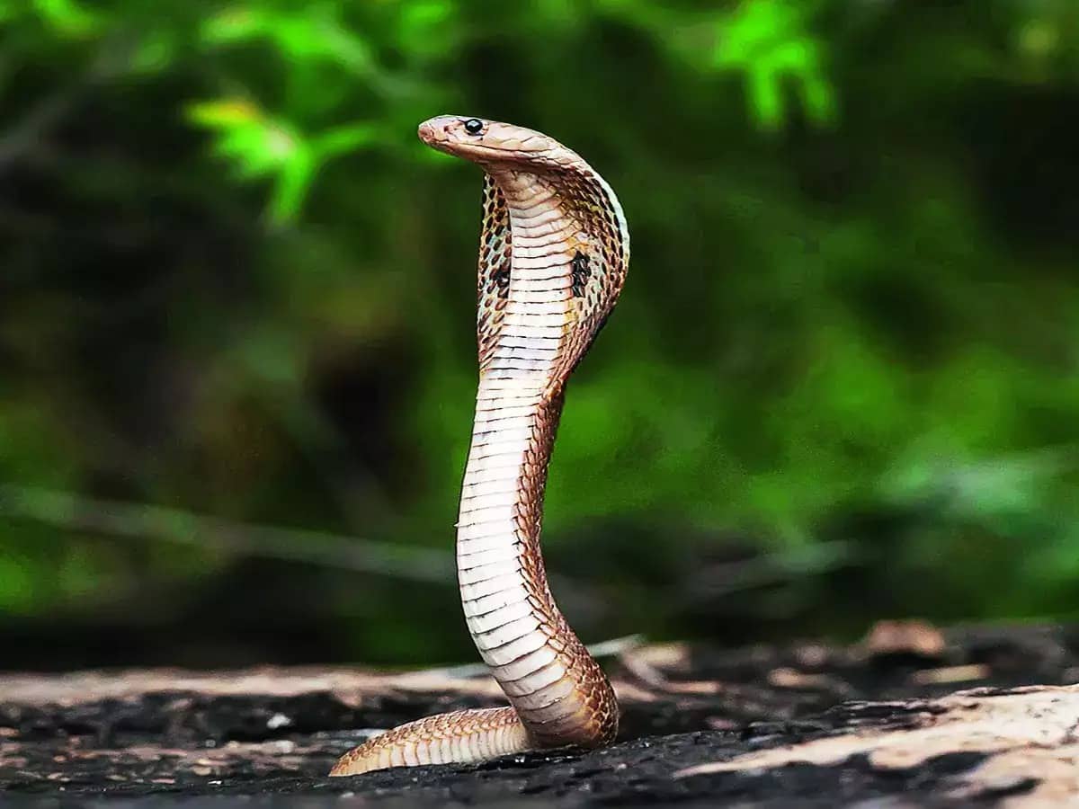 বিষাক্ত সাপের কামড়ে ময়মনসিংহে এক মহিলা এবং জামালপুরে চার বছরের শিশুর মৃত্যু