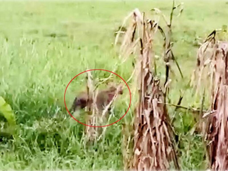 নাটোরে দেখা মিলল বাঘ আকৃতির অতিকায় প্রাণীর, এলাকাজুড়ে আতঙ্ক