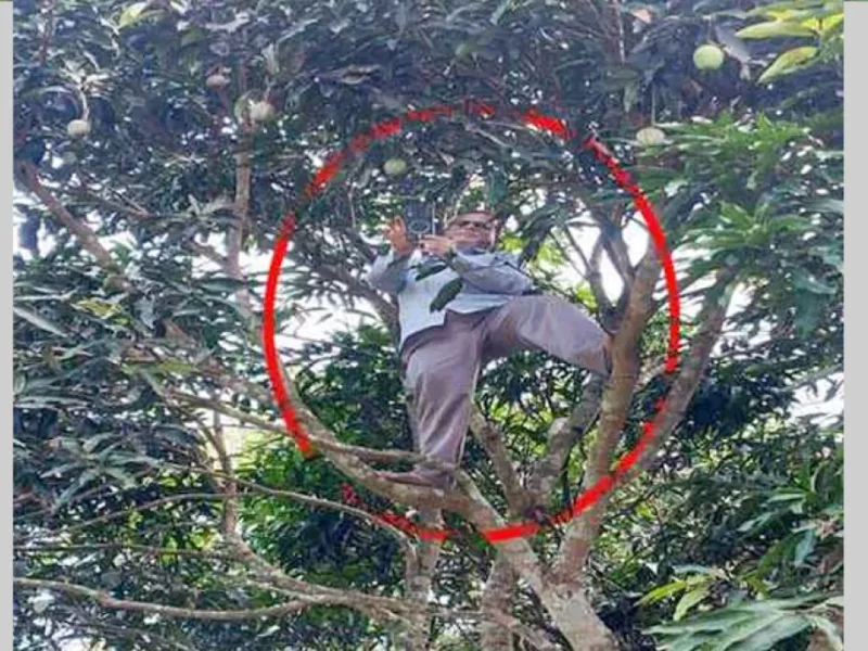 নেটওয়ার্কের খোঁজে আমগাছে উঠে অনলাইনে হাজিরা দিলেন শিক্ষক!