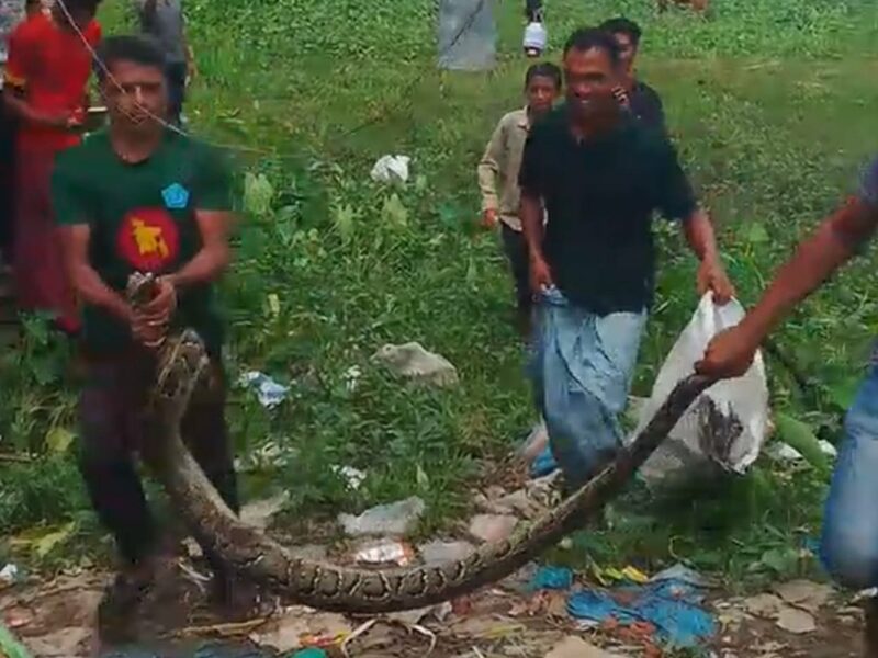 চট্টগ্রাম বিশ্ববিদ্যালয়ে ১৫ ফুট লম্বা বার্মিজ অজগর উদ্ধার