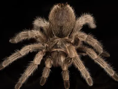 আইন আছে, তারপরেও বাংলাদেশে কেন আনা হচ্ছে বিদেশি বিষাক্ত সব সাপ ও মাকড়সা? কী বলছেন বিশেষজ্ঞরা? জীববৈচিত্রে কীভাবে প্রভাব ফেলবে?