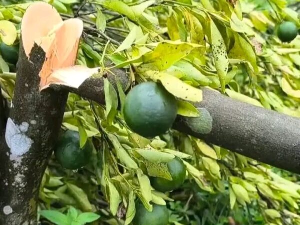 সিলেটে উচ্ছেদ অভিযানের নামে ১২০০  ফলন্ত কমলা গাছ কেটে ফেলা হলো! নৃশংস, ঘৃণ্য ঘটনায় কৃষক পরিবারে হাহাকার