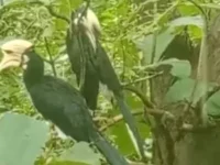 কাপ্তাই জাতীয় উদ্যানে বিরল প্রজাতির ধনেশ পাখির দেখা, জীববৈচিত্র্য সংরক্ষণে আশাবাদ বন বিভাগের