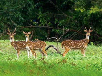 কয়রায় ৭০ কেজি হরিণের মাংসসহ ডিঙি নৌকা জব্দ, কোনোভাবেই চোরা শিকারিদের ধরা যায়নি