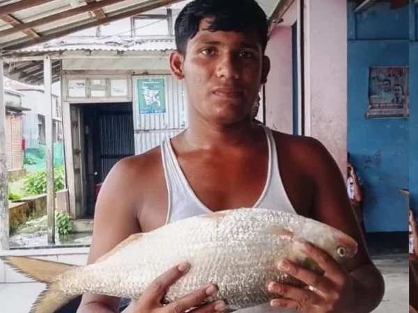 ভোলার মনপুরায় জেলের জালে দুই কেজির রাজা ইলিশ, নিলামে সাড়ে ৮ হাজারে বিক্রি