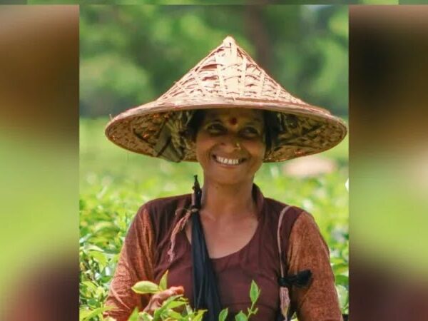 চা-পাতা তুলতে গিয়ে আর ফেরা হলো না মীরা হাজরার, উদ্ধার নিথর দেহ! সুমন দে, পূজার কী হলো?