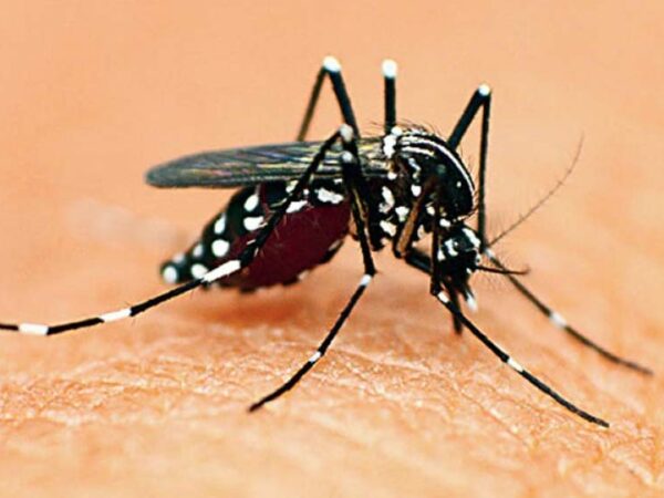 ডেঙ্গু আক্রান্ত হয়ে ৯ জনের মৃত্যু দেশে