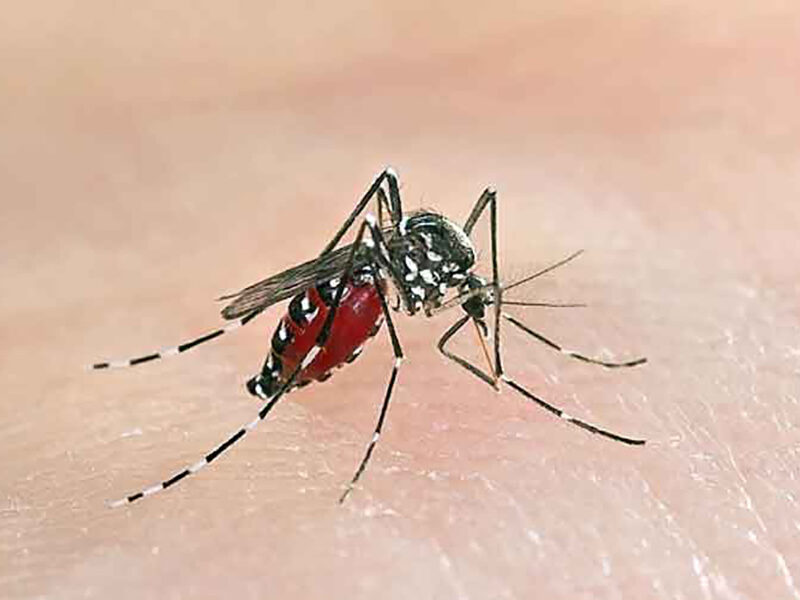 ডেঙ্গুতে দেশে আরও ৫ মৃত্যু