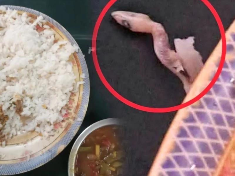 ভাতের মধ্যে পাওয়া গেলো সেদ্ধ টিকটিকি! নজরুল বিশ্ববিদ্যালয়ের হলের ঘটনায় ক্ষোভ