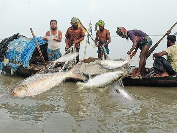 পদ্মা-মেঘনায় ২২ দিনের মাছ ধরার নিষেধাজ্ঞা শুরু